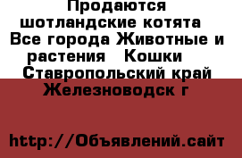 Продаются шотландские котята - Все города Животные и растения » Кошки   . Ставропольский край,Железноводск г.